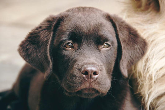labrador retriever
