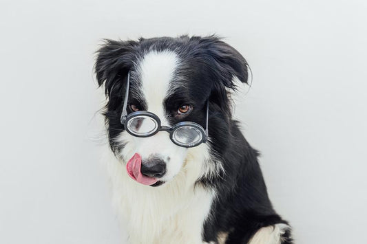 Las 5 razas de perros más inteligentes - Disane pet care