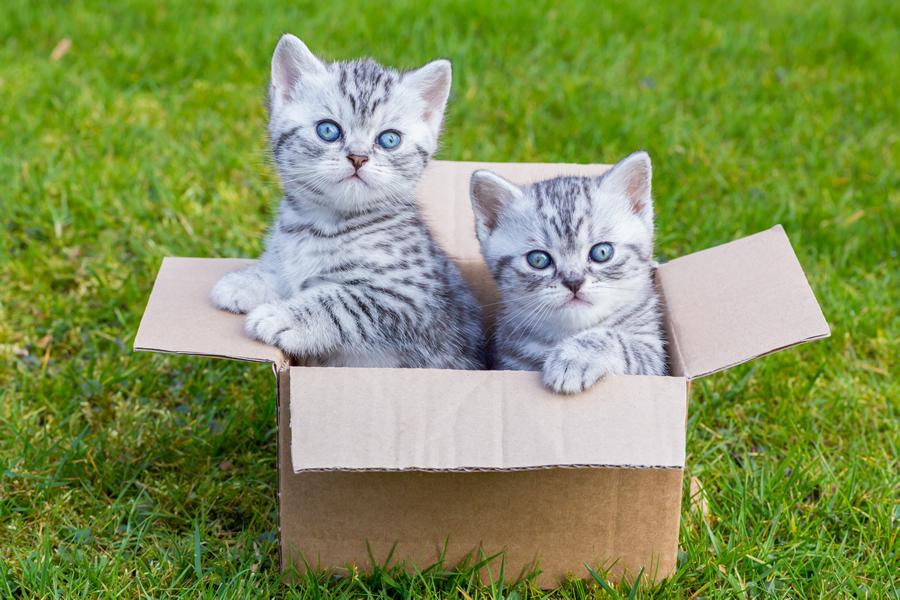 Las razas de gatos más solicitadas - Disane pet care