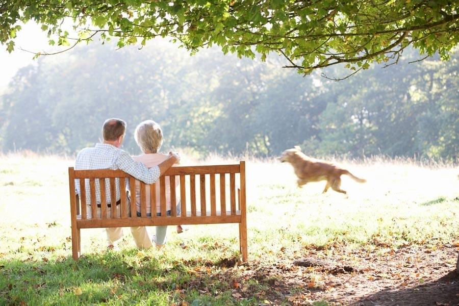 Leishmaniosis canina... la clave está en la prevención - Disane pet care