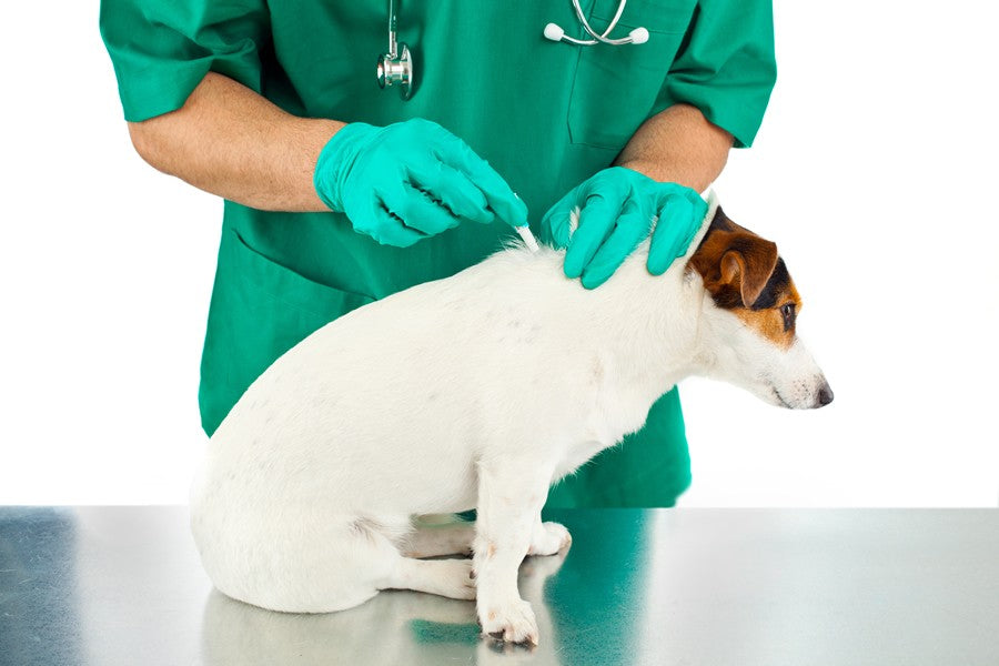 leishmaniosis en perros
