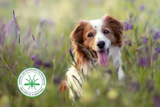 Leishmaniosis, más vale prevenir que curar - Disane pet care