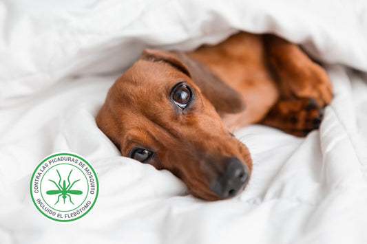 Leishmaniosis, qué es y cómo se transmite - Disane pet care