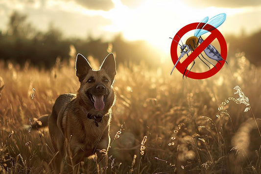 Leishmaniosis y filariosis, a análisis en el Día Mundial del Mosquito - Disane pet care