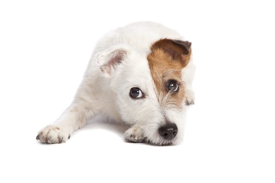 leishmaniosis perros