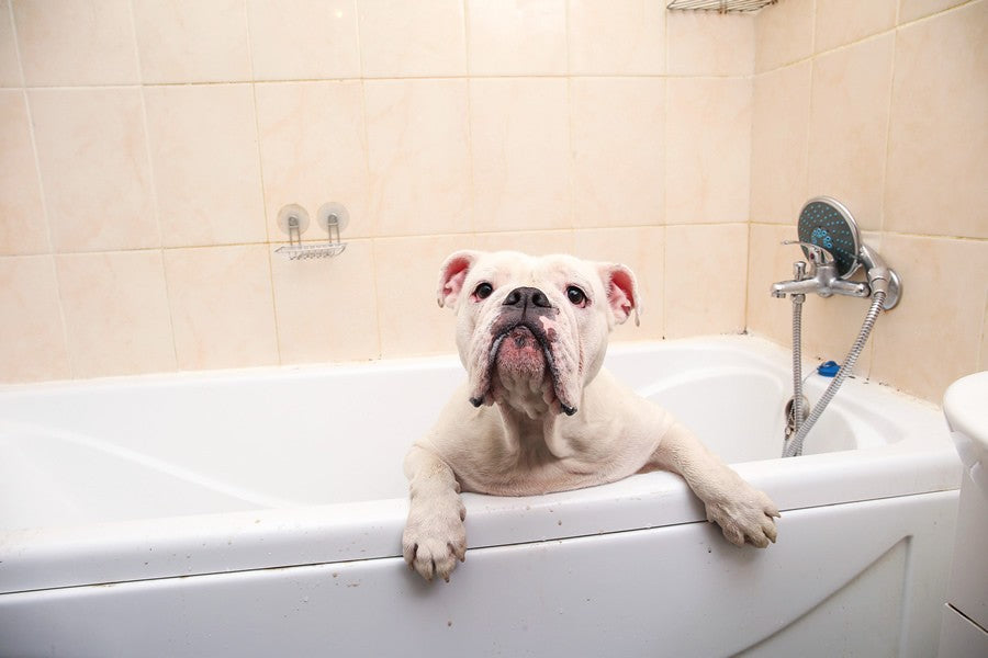 limpiar arrugas perros bulldog