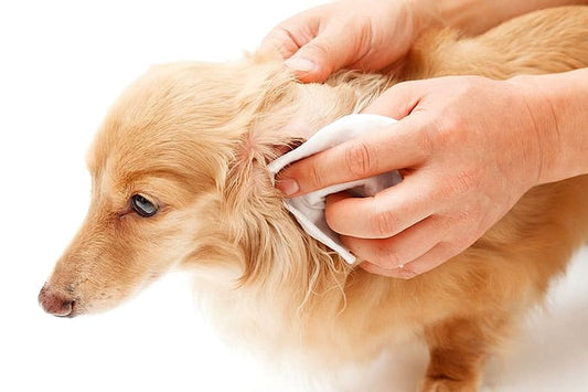 Limpiar los oídos de perros y gatos - Disane pet care