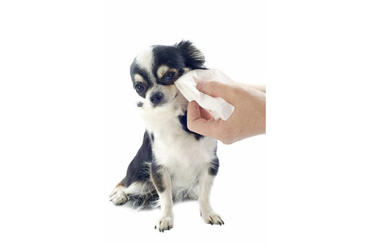 Limpiar los ojos de tu perro, por qué es tan importante - Disane pet care