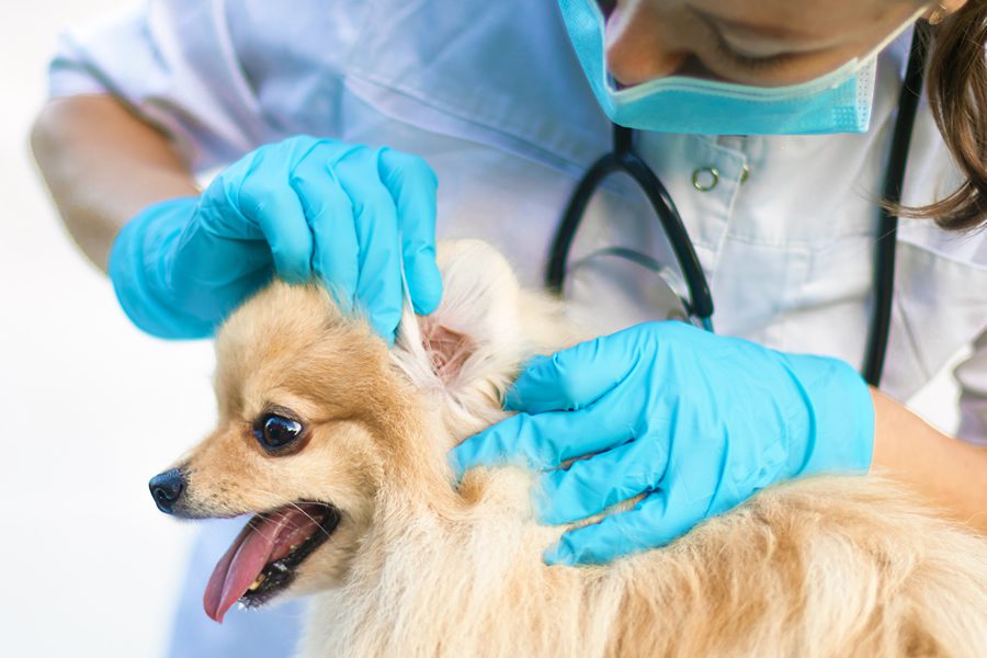 limpiar los oídos de tu perro
