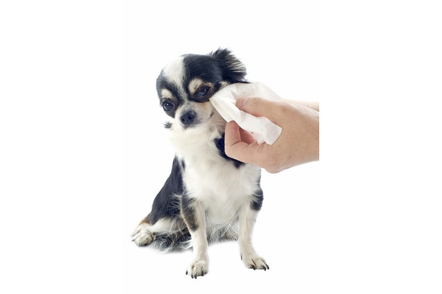 limpiar los ojos de tu perro