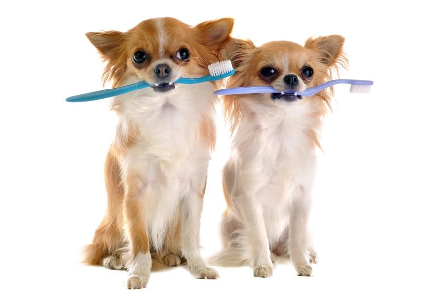 limpieza dientes perros