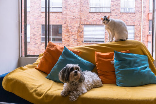 Los hogares con mascotas en España llegan al 40% - Disane pet care