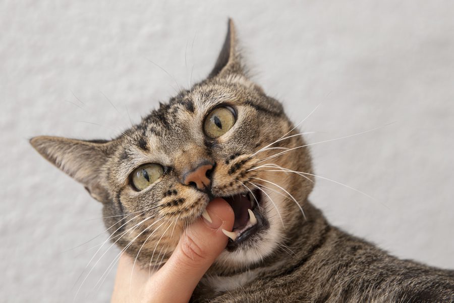 mal aliento en gatos