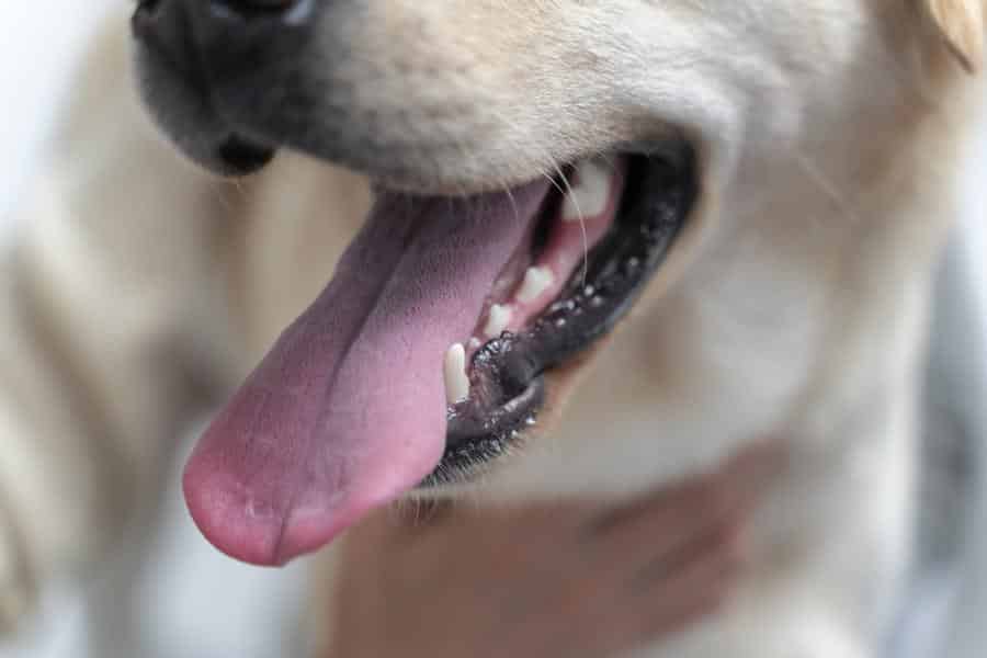 mal aliento en los perros