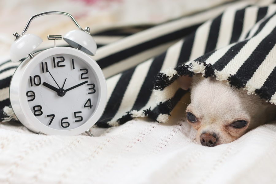 mascota se estresa con cambio de hora