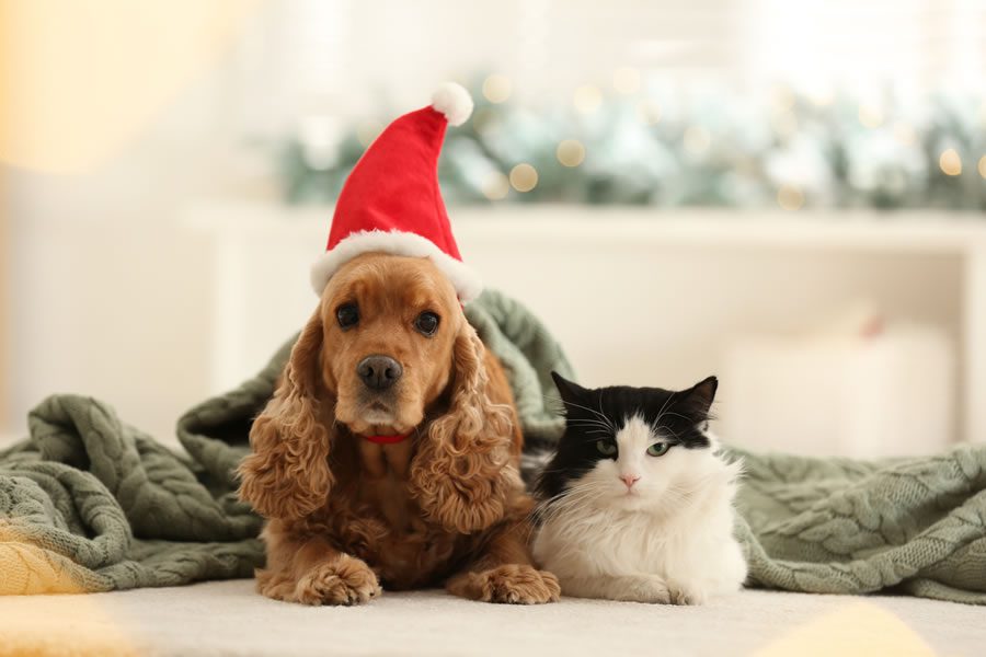 trucos para que tu mascota disfrute de las Navidades