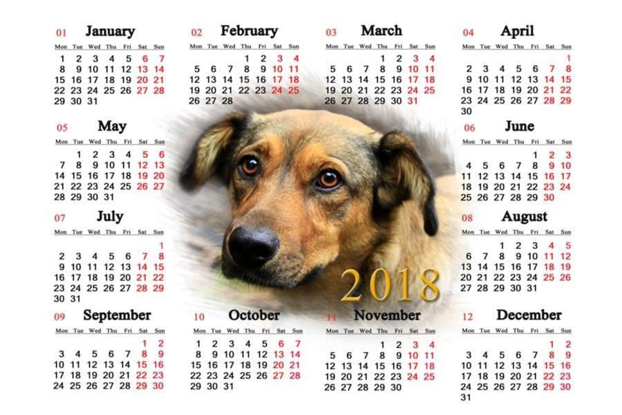 Cuidado mascotas 2018