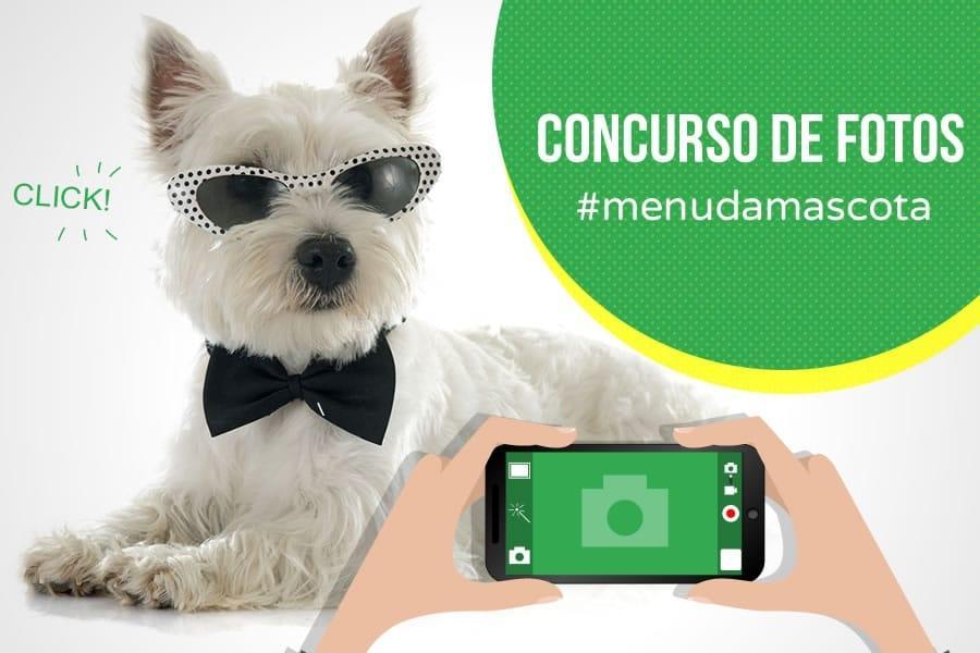 mascotas concurso fotos