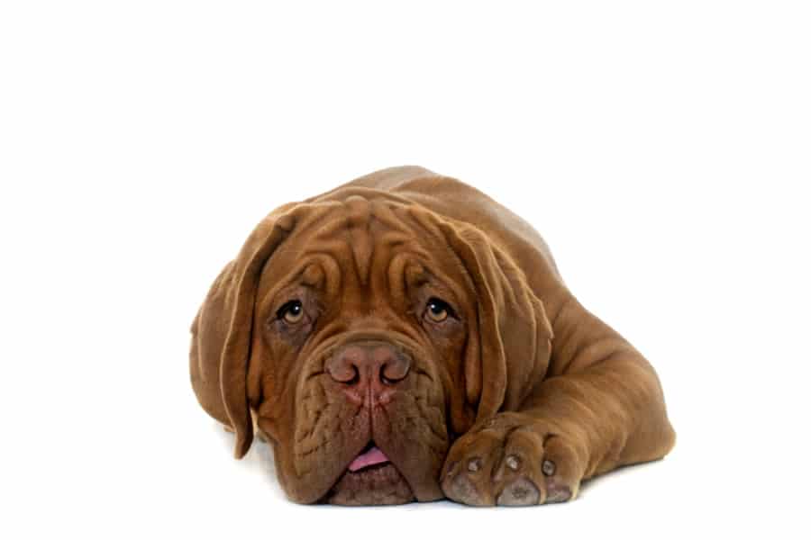 Antiparaistarios para perros y gatos