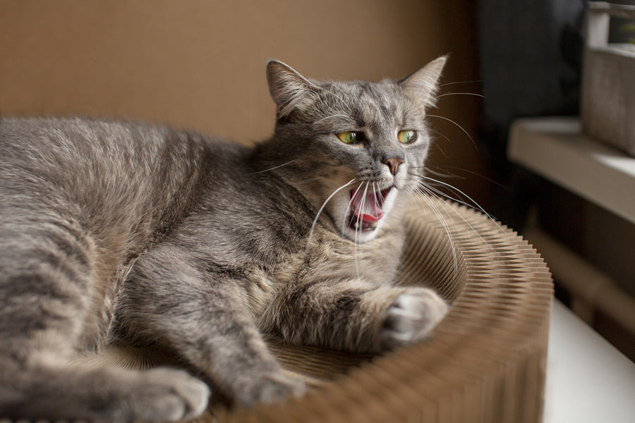 maullidos gatos, tipos y características