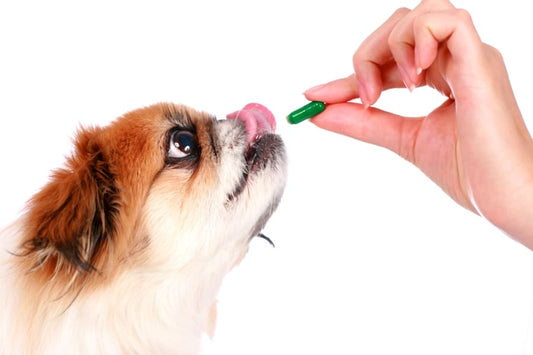 ¿Medicamentos veterinarios en la farmacia? - Disane pet care