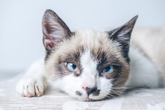Mi gato está triste ¿qué le pasa? - Disane pet care