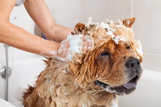Mi perro huele mal: causas y soluciones - Disane pet care