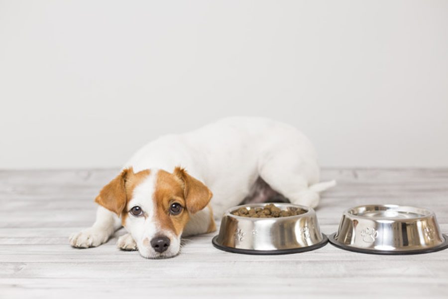 Mi perro no come ¿a qué se debe? - Disane pet care