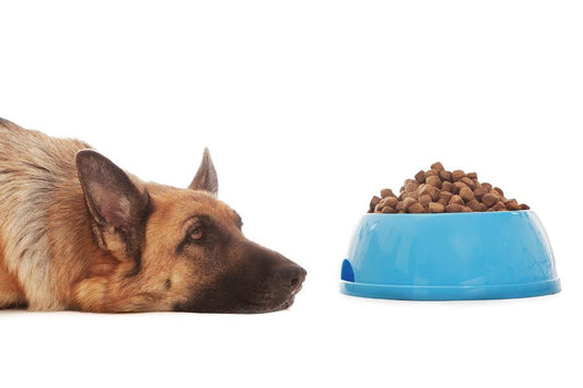 Mi perro no come, causas de la falta de apetito en perros - Disane pet care