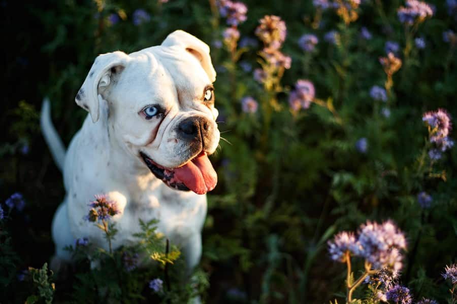 Mi perro tiene alergia al polen ¿Qué hago? - Disane pet care