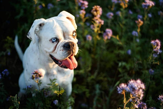 Mi perro tiene alergia al polen ¿Qué hago? - Disane pet care