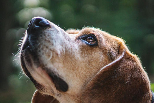 Mi perro tiene la nariz seca y agrietada ¿qué hago? - Disane pet care