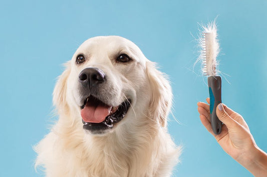 Muda de otoño ¿Por qué se le cae el pelo a mi perro? - Disane pet care