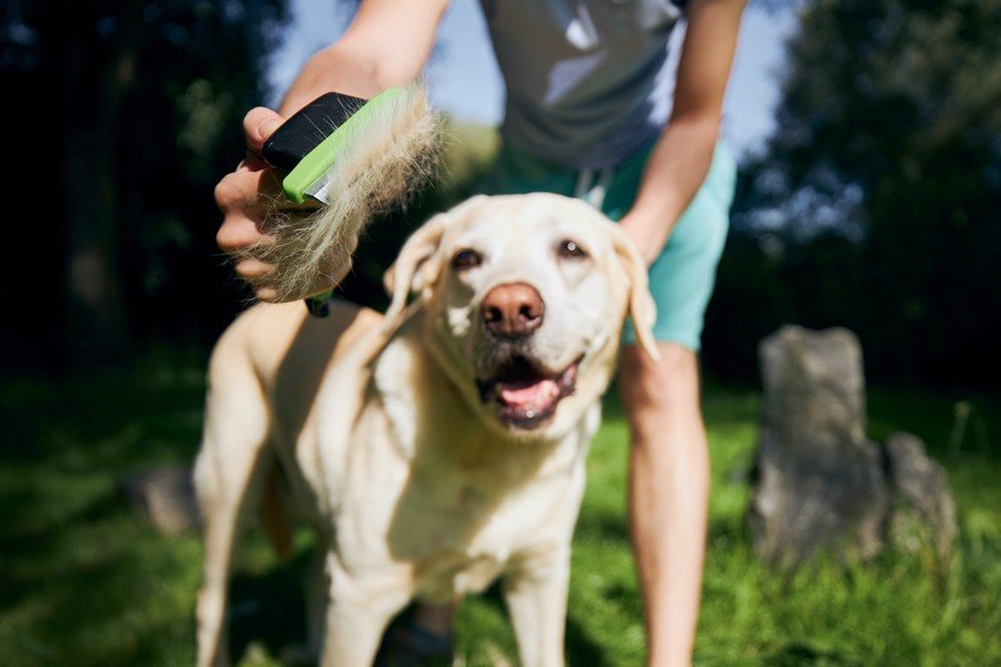 Muda de pelo en otoño, ¡todo lo que tienes que saber! - Disane pet care