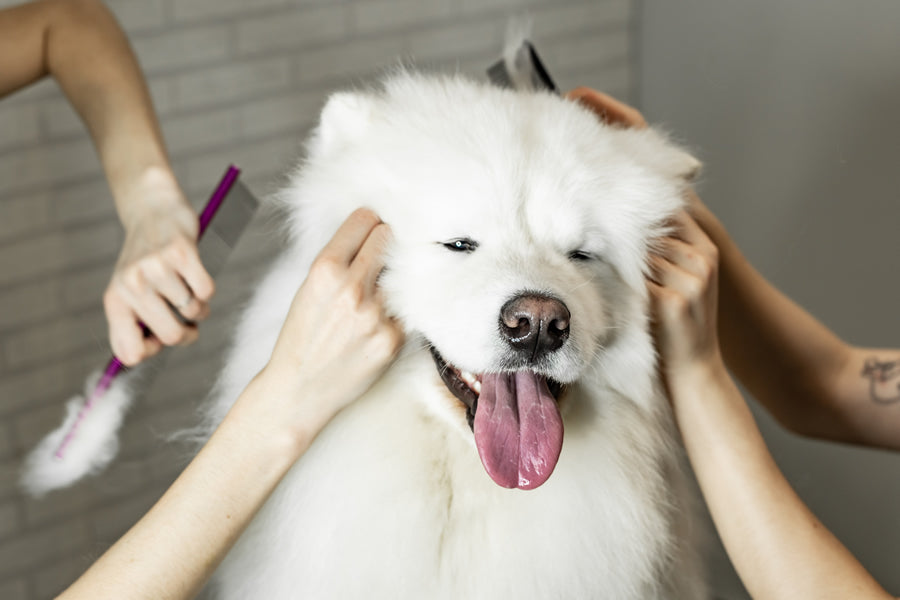 muda de pelo perros