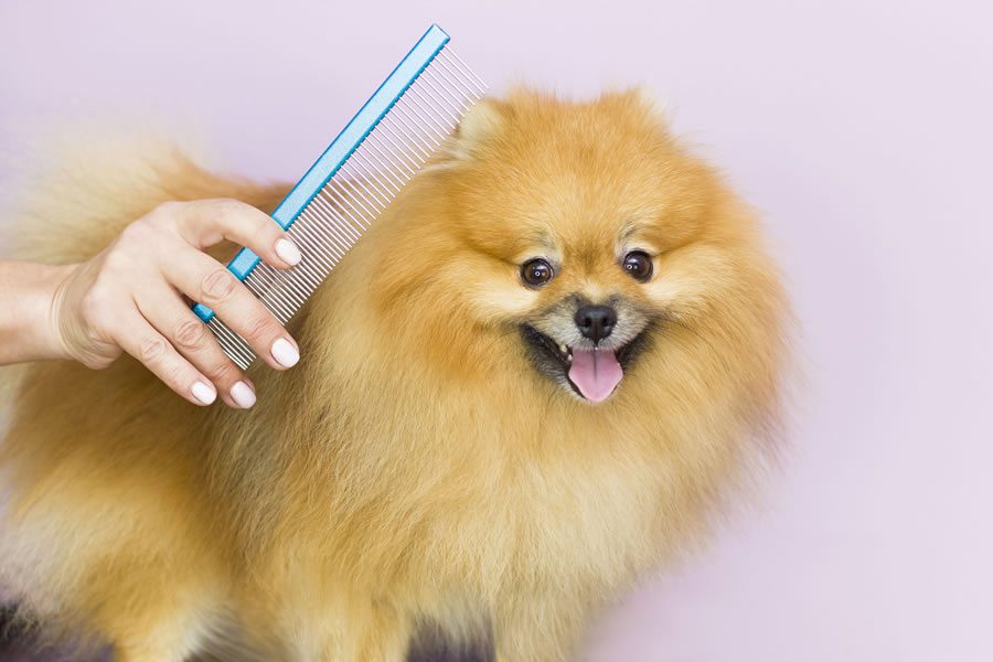 muda de pelo en perros