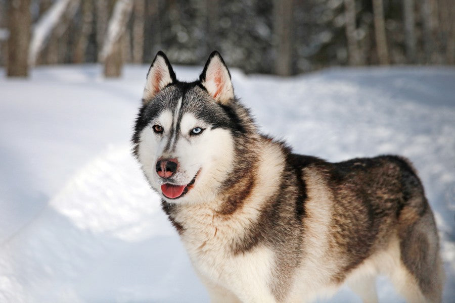nariz de nieve