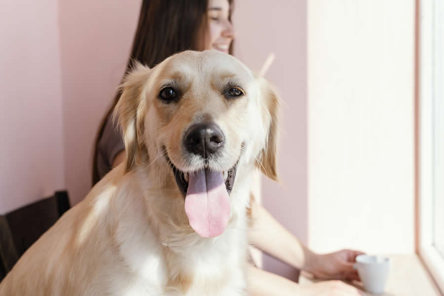 Cuidados para la nariz de tu perro
