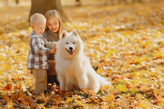 No te olvides de los antiparasitarios en otoño - Disane pet care