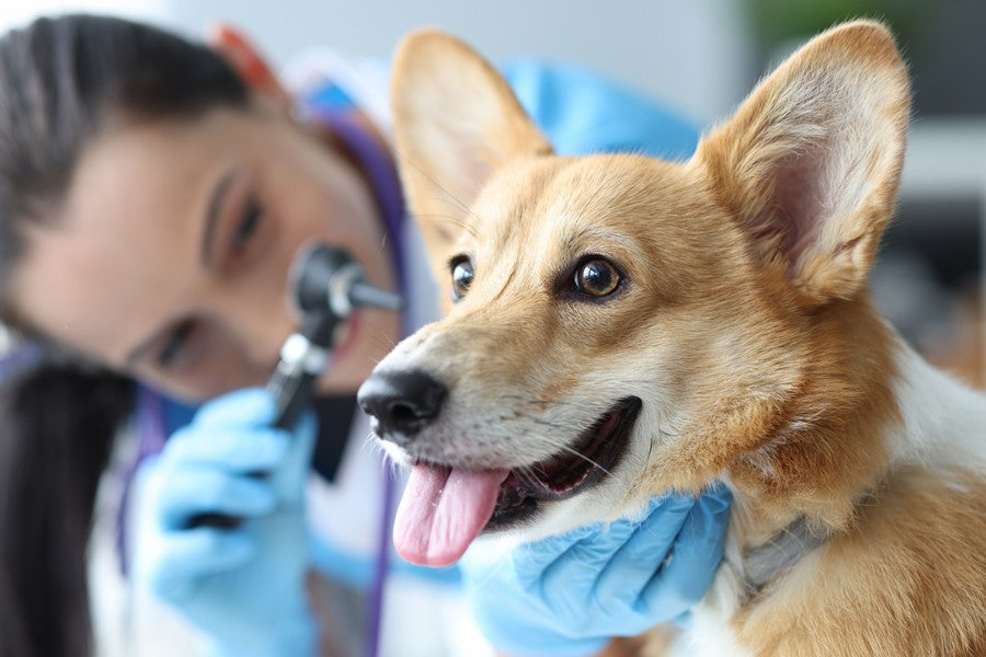 otitis en perros