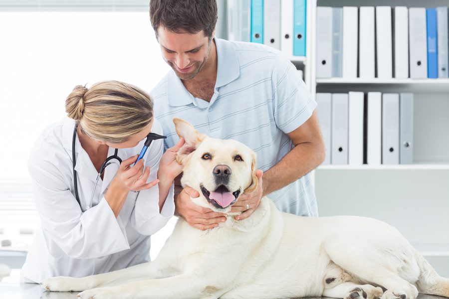 otitis en perros
