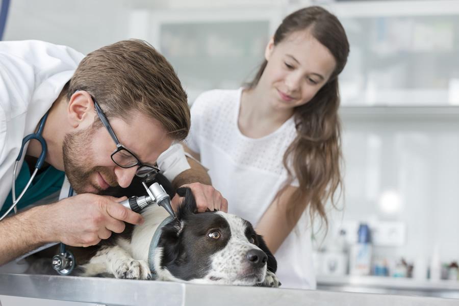 otitis en perros