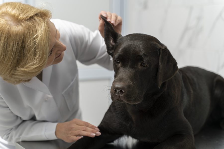 otitis en perros