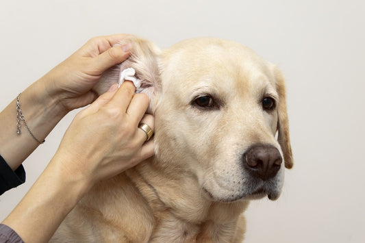 otitis en perros