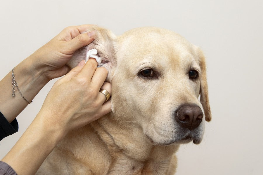 otitis en perros