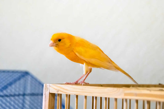 pájaro cuidados patas