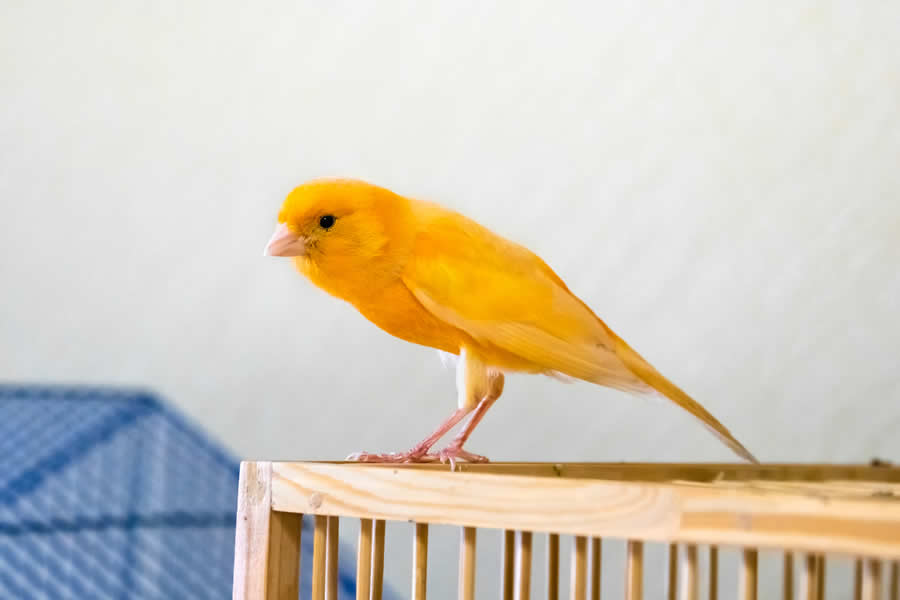 pájaro cuidados patas