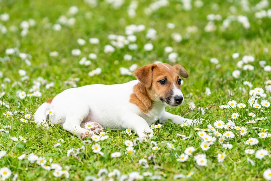 Parvovirus perros
