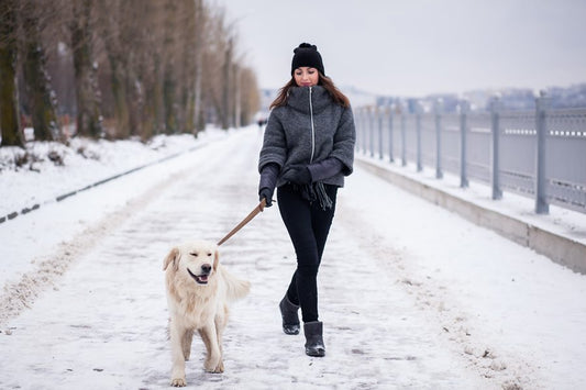 Pasear a tu perro con frío ¿sabes cómo protegerle? - Disane pet care