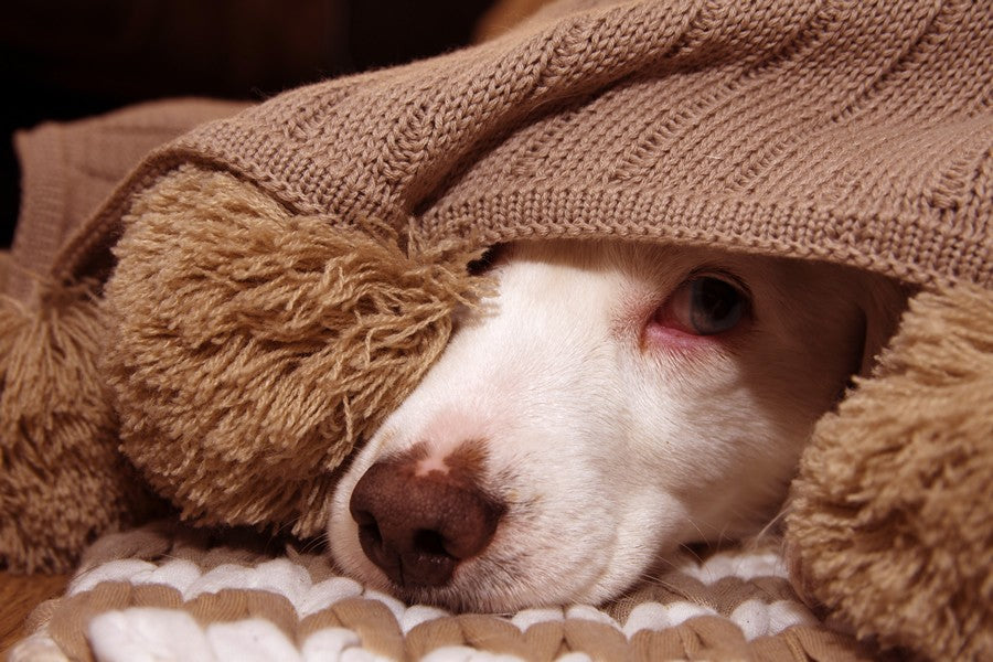 perro asustado tormenta